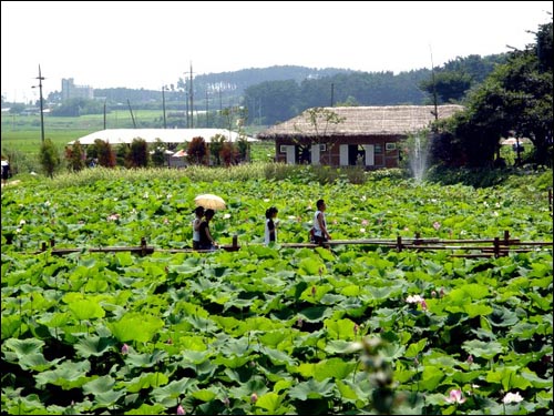 청산수목원에 연꽃이 가득합니다. 